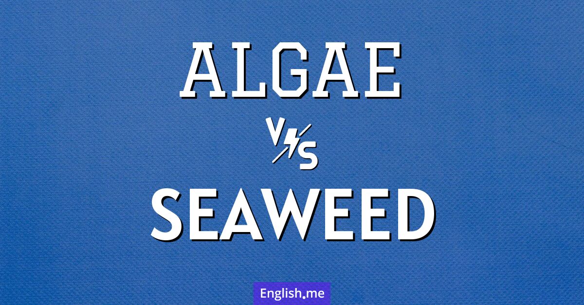 "Algae" (Algen) gegen "Seaweed" (Seetang)