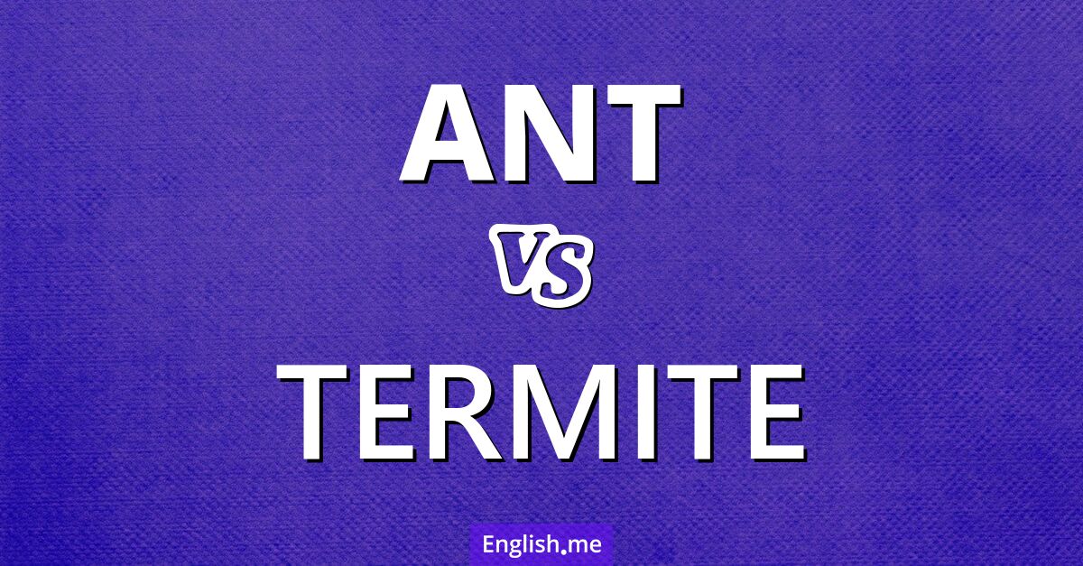 "Ant" (Ameise) gegen "Termite" (Termite)