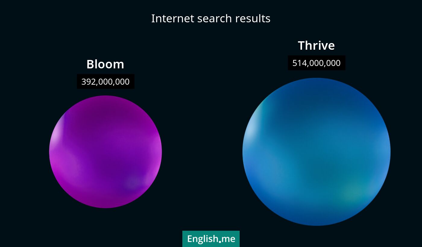 Internet search results for bloom) and thrive