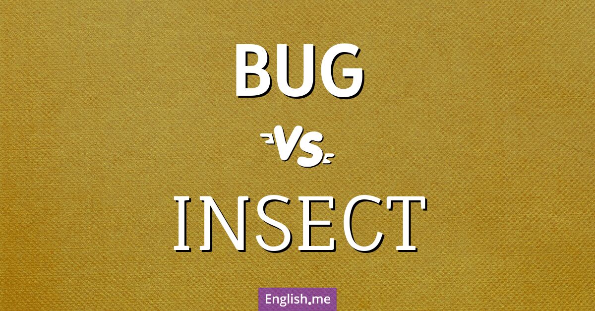 "Bug" (Fehler, Wanze, Käfer (je nach Kontext)) gegen "Insect" (Insekt)