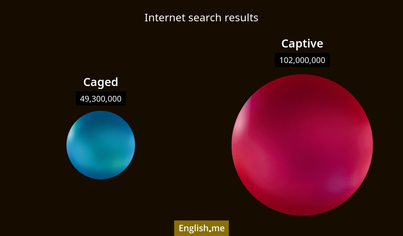 Internet search results for caged) and captive