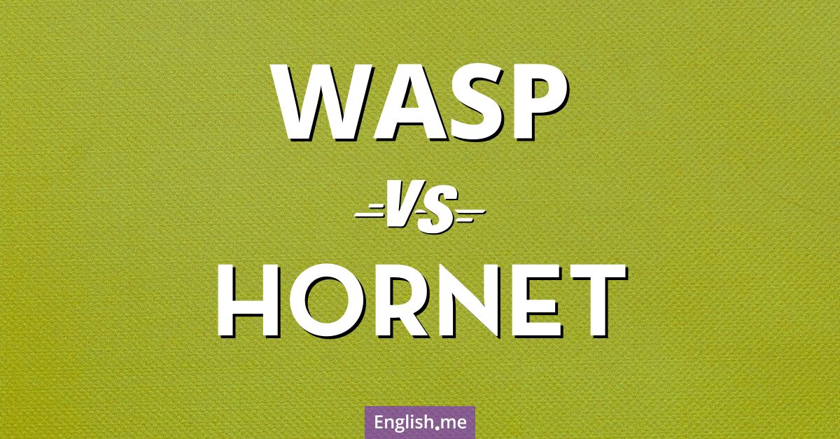 "Wasp" (Wespe) gegen "Hornet" (Hornisse) "Wasp" (Wespe) gegen "Hornet" (Hornisse)