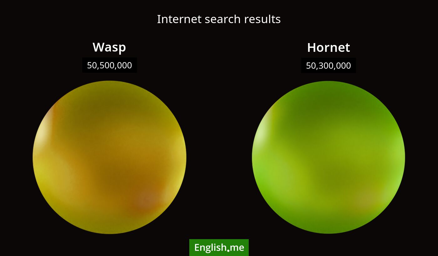 Internet search results for wasp) and hornet