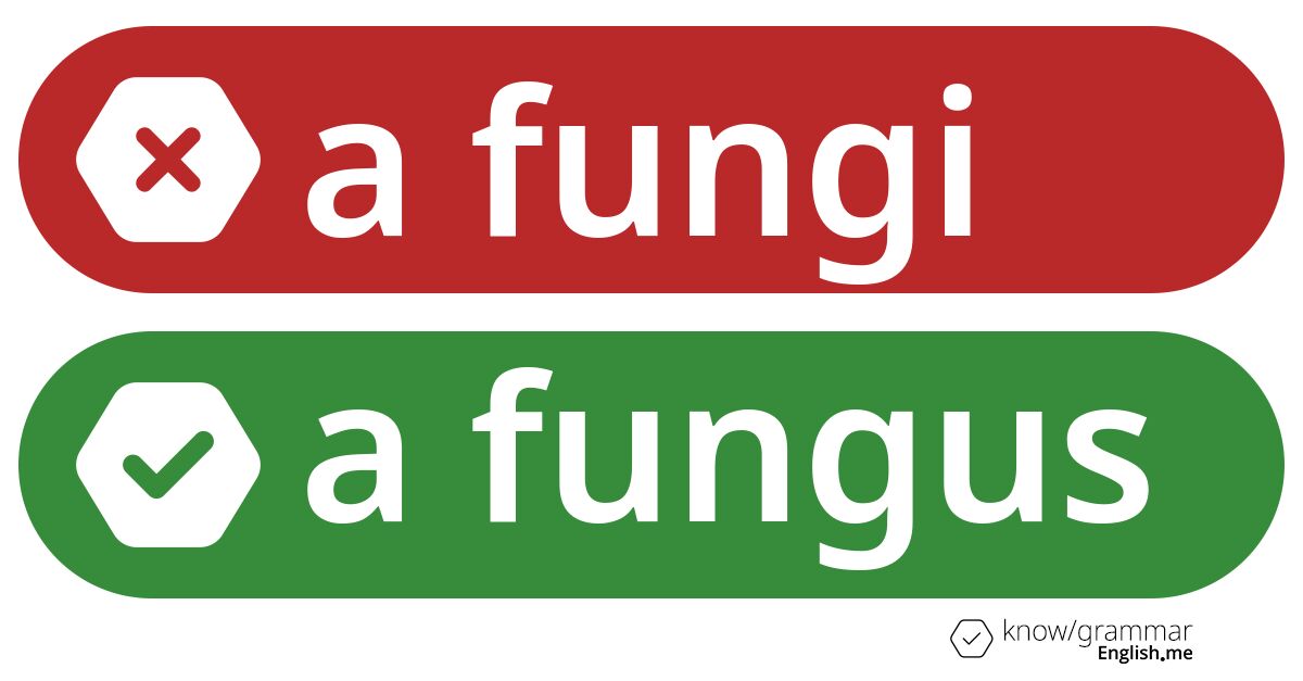 Warum ist "a fungi" im Englischen falsch?