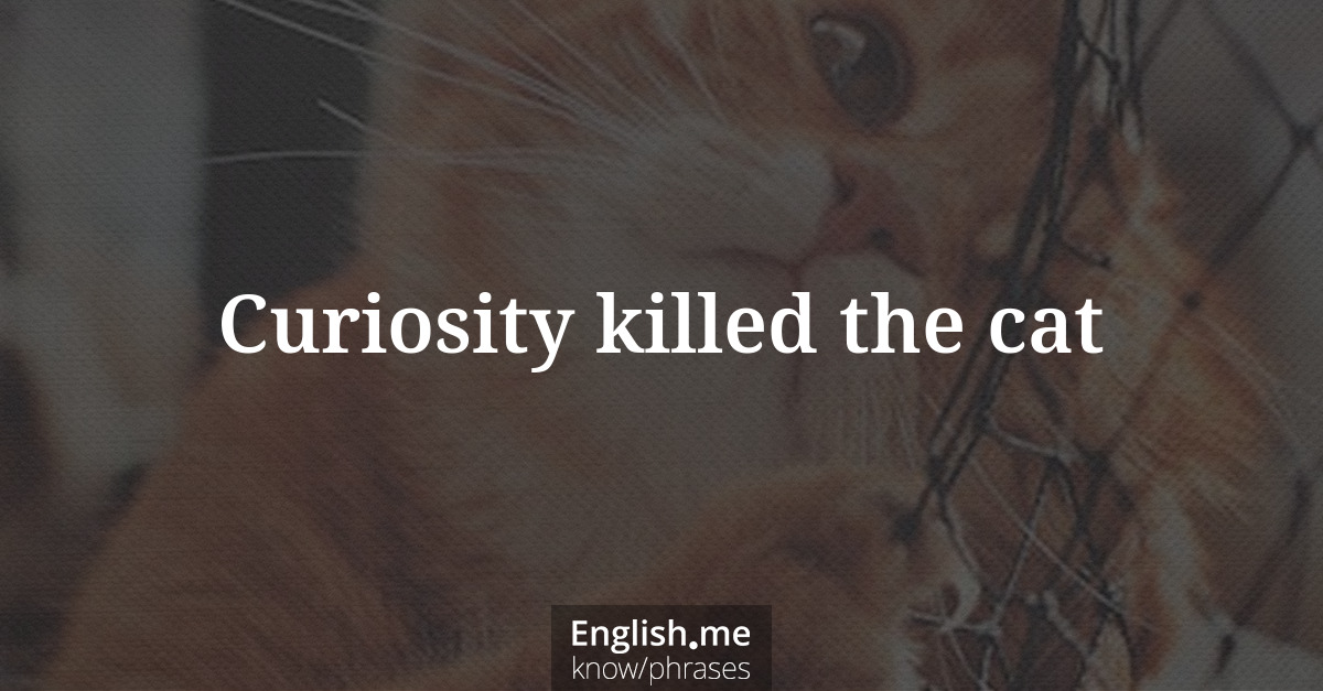 Erklärung &#8220;Curiosity killed the cat&#8221;