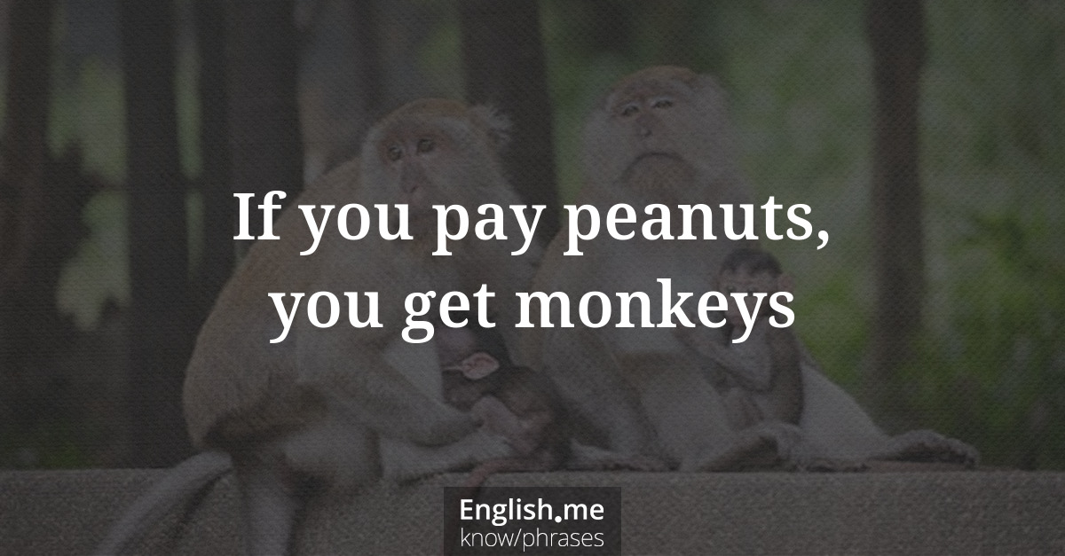 Erklärung &#8220;If you pay peanuts, you get monkeys&#8221;